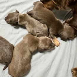 Dachshund Puppies from Johnson’s Weiner Farm