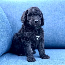 Clyde - Phantom male Goldendoodle puppy in Rainier, Oregon from Beaver Springs Puppies