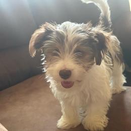 Snickers - Parti male Yorkshire Terrier puppy in Black Canyon City, Arizona from Sweet Hart Yorkies