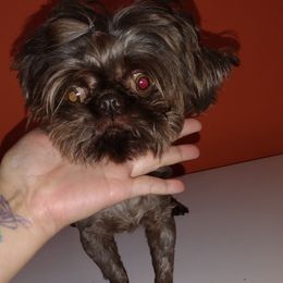 Chewy - Shih Tzu