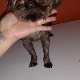Chewy - Shih Tzu