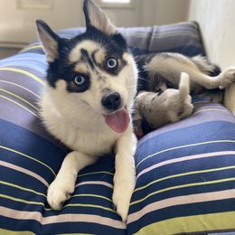 Heart - Pomsky