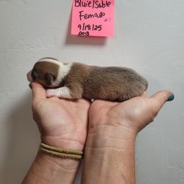 Sable-bluie female two - Sable female Pembroke Welsh Corgi puppy in Tucson, Arizona from D-S Ranch Corgis