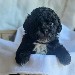 Joey ( Blue collar) - Black and white male Schnoodle puppy in Novinger, Missouri from Stormi Sky Schnoodles