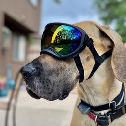Great Dane Puppies from Simply Sublyme Great Danes