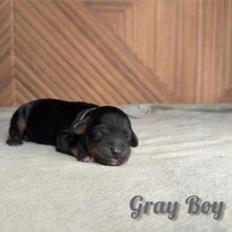Gray Boy - Phantom male Goldendoodle puppy in Modesto, California from Two Doods Doodles