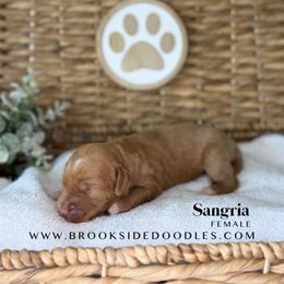 Sangria - Red female Bernedoodle puppy in Murrieta, California from Brookside Bernedoodles
