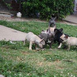 French Bulldog Puppies from Gorilla Zoo Kennels