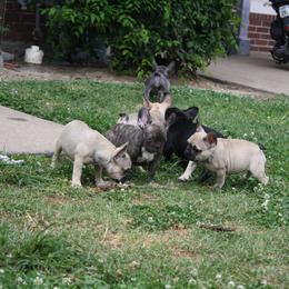 French Bulldog Puppies from Gorilla Zoo Kennels