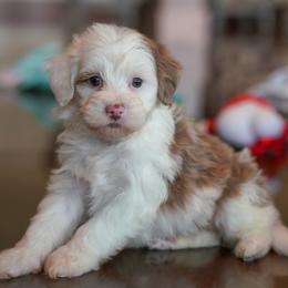 Sundae - Chocolate merle female Bernedoodle puppy in Dundee, Ohio from Down Home Doodle