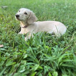 Raleigh-Mae - Cream female Dachshund puppy in Mc Ewen, Tennessee from SND Dachshunds