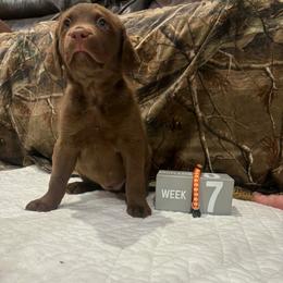 Gold Dot - Brown female Chesapeake Bay Retriever puppy in Wisconsin Dells, Wisconsin from Kilbourn Chesapeakes