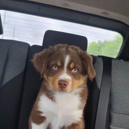 Australian Shepherd Puppies from Triple M Aussies