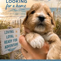 Blu - Parti male Goldendoodle puppy in Port Saint Lucie, Florida from Coastal Crown Doodles