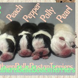Pongo - Seal and white male Boston Terrier puppy in Brazos Point, Texas from TX Southern Belle Bostons