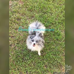 Sput - Pomeranian