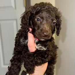 Sleepy - Phantom female Poodle puppy in Anniston, Alabama from All Hale Aussies