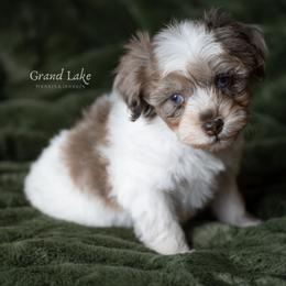 Sweet Dumpling - Merle female Schnoodle puppy in Grove, Oklahoma from Grand Lake Poodles & Doodles