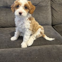 Prancer - Apricot Aussiedoodle puppy in Runnels County, Texas from Lollipups Mini Aussiedoodles