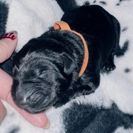 Orange collar - Black male German Shepherd puppy in Marion, Ohio from Legacy K9’s