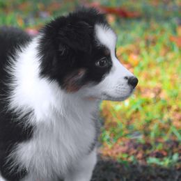 Celeste - Australian Shepherd puppy from Northern Star Australian Shepherds