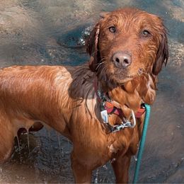 Ara - Golden Retriever