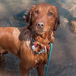Ara - Golden Retriever
