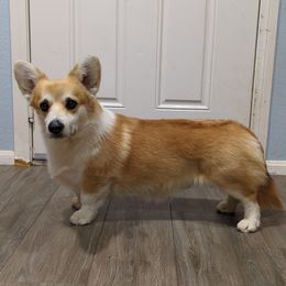 Muncy - Pembroke Welsh Corgi