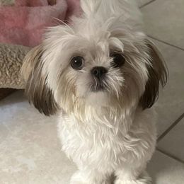 Shih Tzu Puppies from Prescious Shih Tzu’s