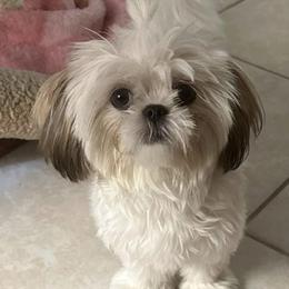 Shih Tzu Puppies from Prescious Shih Tzu’s