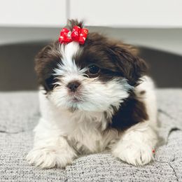 Girl 2 - Liver and white female Shih Tzu puppy in Seguin, Texas from Dolled Up Shih Tzus
