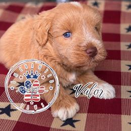 Valor - Wheaten male Miniature Schnauzer puppy in Dorr, Michigan from Enchanted Paws