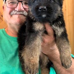 Alan - Black and red male German Shepherd puppy in Pueblo West, Colorado from 5 Star German Shepherds aka Martin Family German Shepherds