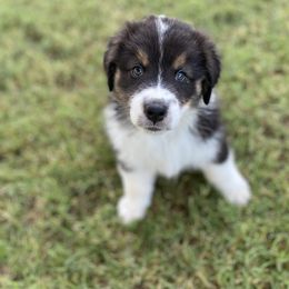 Australian Shepherd Puppies from Luna Lane Aussies