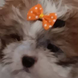 Shih Tzus from The Magical Cottage Farm