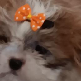 Shih Tzus from The Magical Cottage Farm