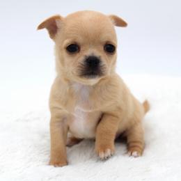 Mango - Fawn female Chihuahua puppy in Forsyth, Georgia from Brooks Grove Canines LLC