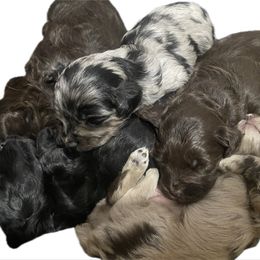 Aussiedoodle puppies from Legacy Farm