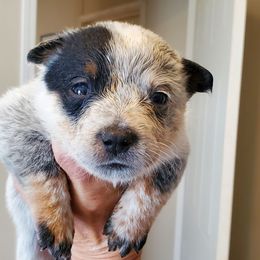 Girl 1 - Blue speckled female Australian Cattle Dog puppy in Lenoir, North Carolina from Blue Coyote Ranch