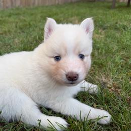 Etta Place - White female Pomsky puppy in Blue Earth, Minnesota from Blue Sky Pomsky
