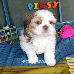 PigPen - Liver and white male Shih Tzu puppy in Peoria, Arizona from Loyal Shih Tzu