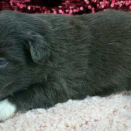 Melman - Red & white male Toy Australian Shepherd puppy in Smithville, Arkansas from Cooper Creek Aussies