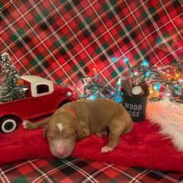 Dasher - Apricot male Goldendoodle puppy in Johns Island, South Carolina from Golden Doodlebugs