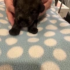 Standard Schnauzer Puppies from Erregen kennels