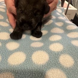 Standard Schnauzer Puppies from Erregen kennels