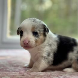 Patch - Black and tan male American Corgi puppy in Tishomingo, Mississippi from Magnolia Trace Corgis
