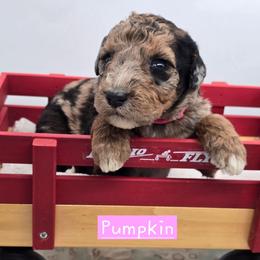 Pumpkin - Merle female Bernedoodle puppy in Neillsville, Wisconsin from Granton Creek