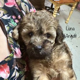 Luna (Angel) - Sable female Schnoodle puppy in Sedalia, Missouri from Farmer Brown's Puppies