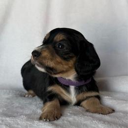 Honey (purple) - Black and tan female Dachshund puppy in Paoli, Oklahoma from Dobbins Dachshunds