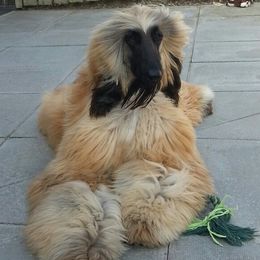 Afghan Hounds and Cocker Spaniels from Michele's Pups